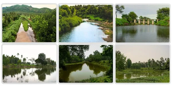 Riverine Afforestation: The Art of Living's Transformative Power Revealed