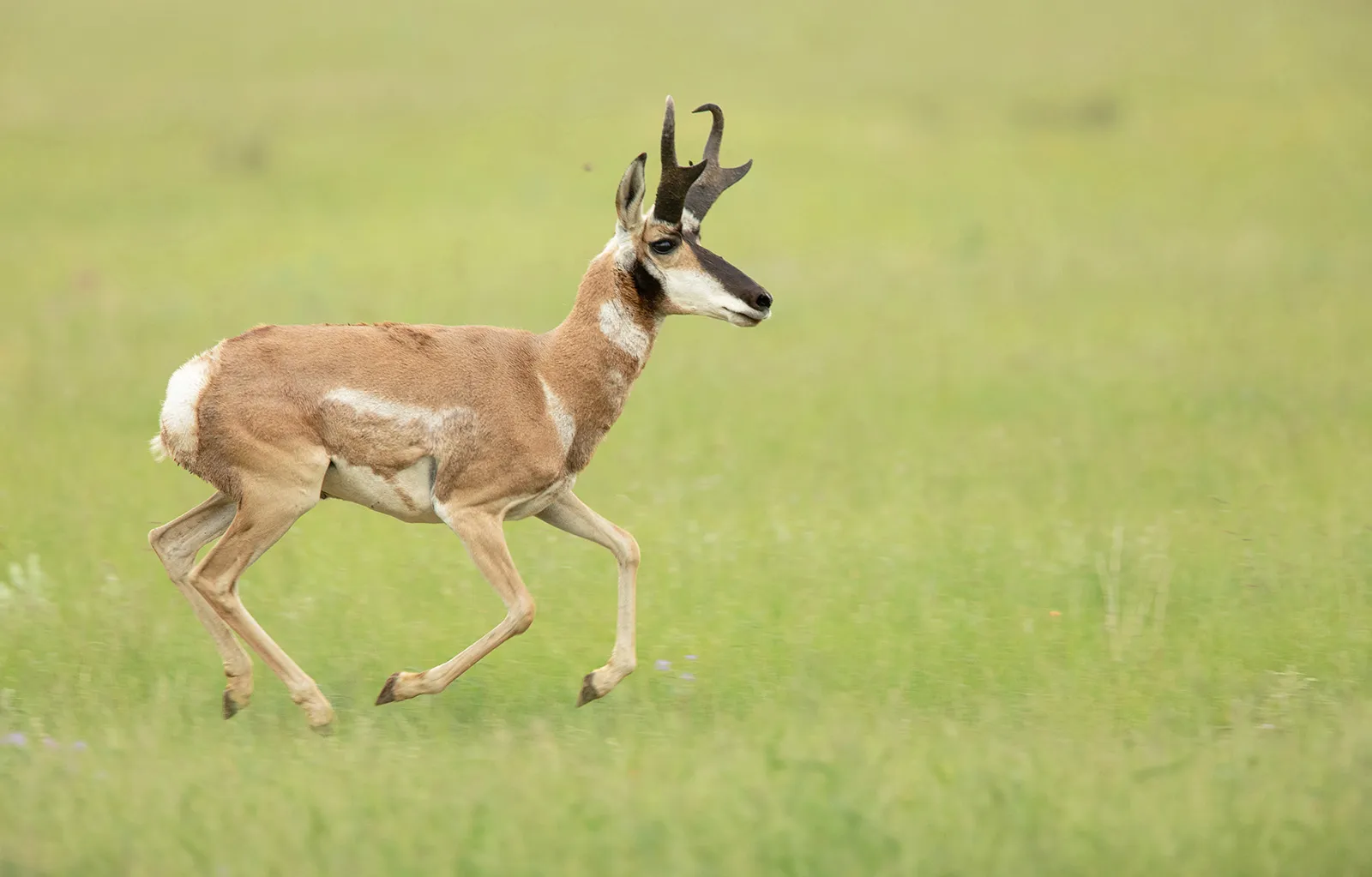 NFWF Announces Nearly $2.4 Million in Grants from the Grassland Resilience and Conservation Initiative