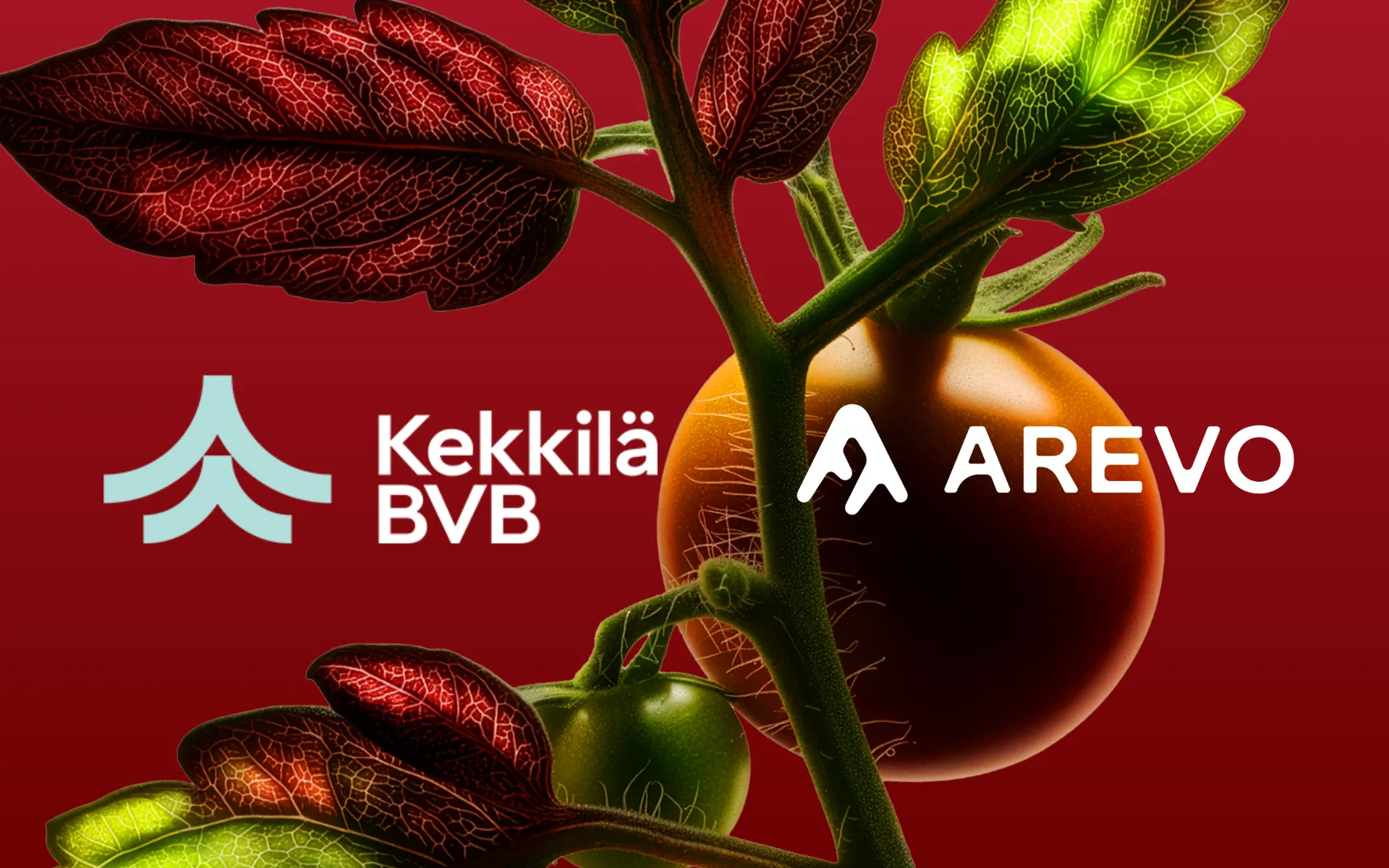 Kekkilä-BVB and Arevo partner to bring arginine-based crop nutrition to Nordic and Baltic gardens