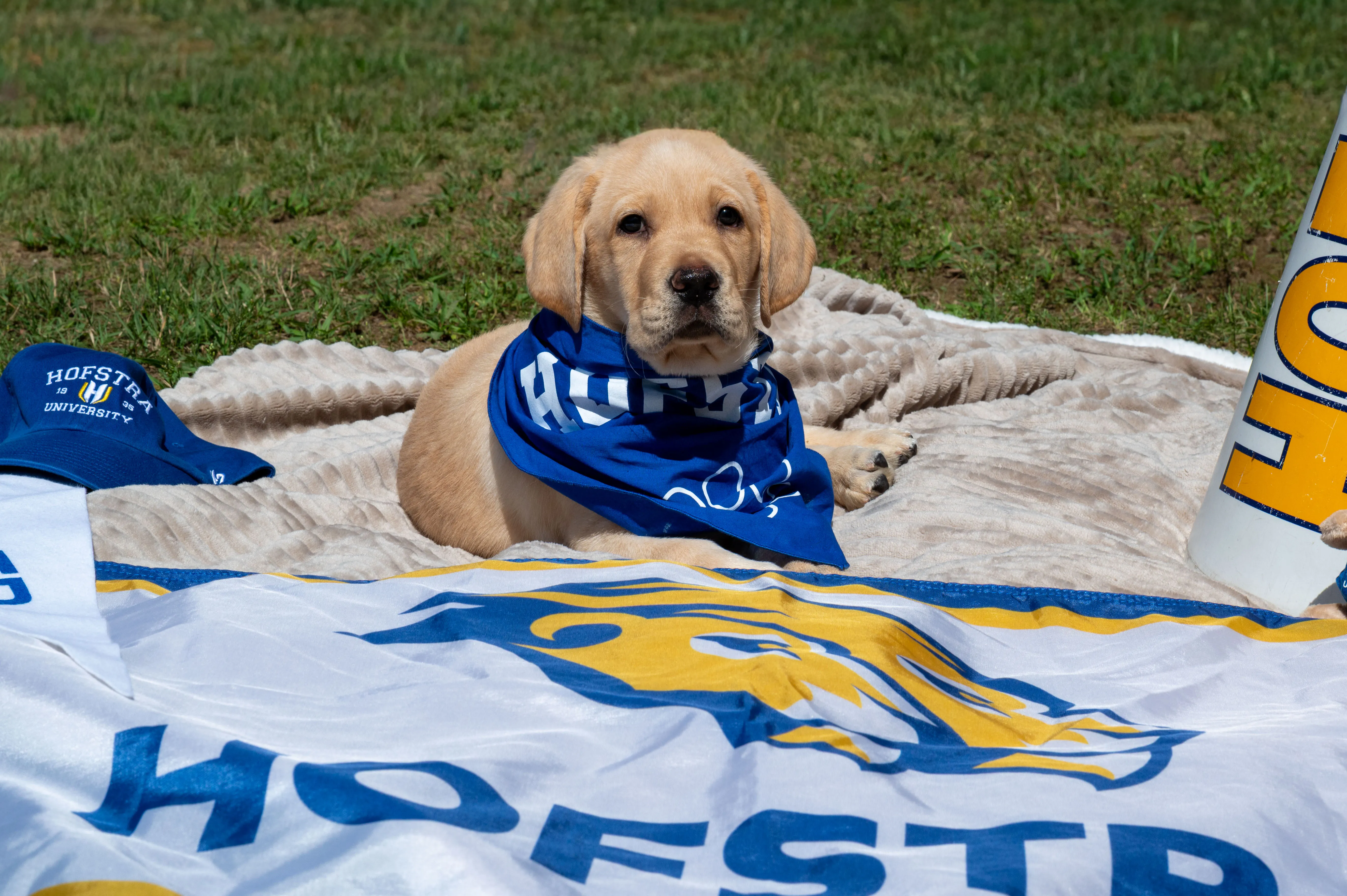 America’s VetDogs and Hofstra University Announce First Collegiate Puppy With a Purpose® Partnership