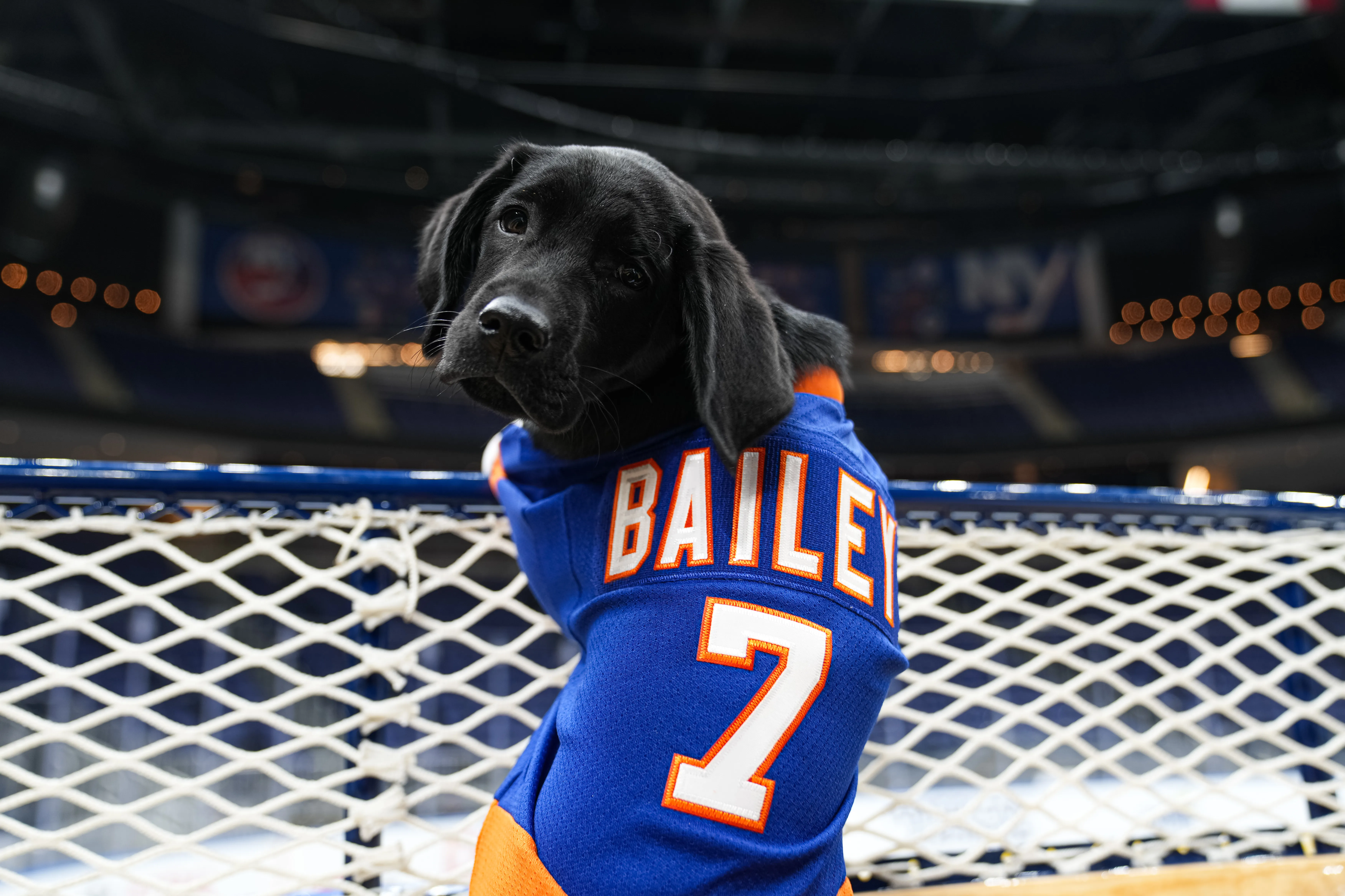Islanders Fans Votes Are In, The Seventh New York Islanders’ Puppy With a Purpose®  Will Be Named “Bailey”